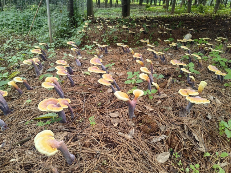优质赤灵芝段木栽培实景图