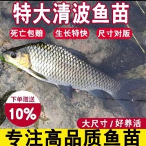 清波鱼苗中华倒刺鲃水中珍品抗病能力强市场价值高