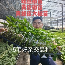 辣椒苗杂了种果型大膨果速度快粗7厘米果重350克耐热耐寒