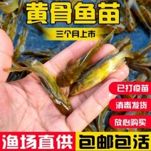 黄骨鱼苗成活率高抗病力强基地直销提供技术指导