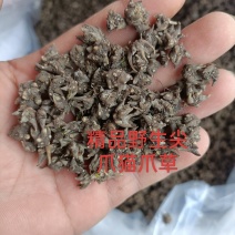 猫爪草纯野生尖爪猫爪草，精品