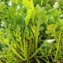 中叶茼蒿种子种籽农家南北春秋季菜籽种阳台盆栽皇帝菜柔嫩蔬