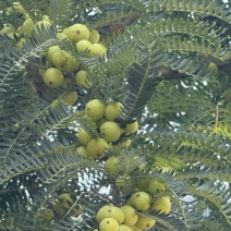 油甘果（橄榄）
