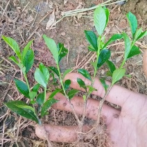 四川趴枝玫瑰小苗广西趴枝玫瑰杯苗支持技术指导欢迎咨询