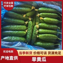 【实力】内蒙古赤峰旱黄瓜一手货源量大优惠