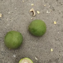 青皮核桃