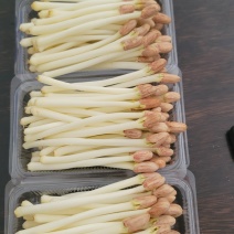 精品花生芽大量供应云南基地直发，规格齐全，新鲜发货