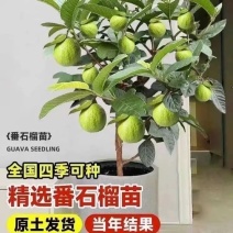 广西番石榴树苗原土发货全国四季可种苗木基地货源充足