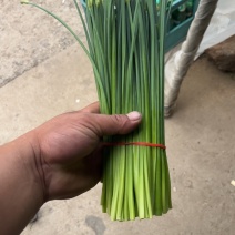 昌黎韭苔大量上市货品保质保量欢迎全国各地客商前来定购