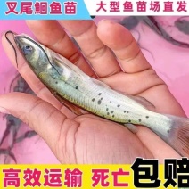 叉尾鮰鱼苗斑点叉尾鮰鱼苗渔场直销量大从优