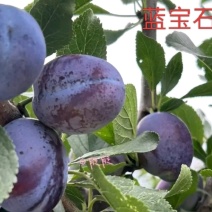 蓝宝石西梅
