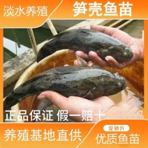 泰国杂交笋壳鱼苗笋壳鱼苗一手货源基地直销提供技术指导