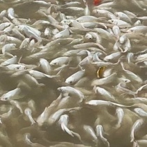 各色蝴蝶鲤