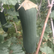 商丘本地黑皮冬瓜大量上市，有需要的老板骚扰。。