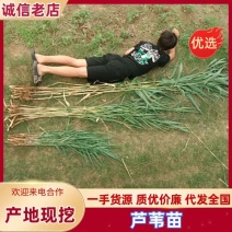 河南精品芦苇苗花卉种苗基地一手货源成活率高产地直发