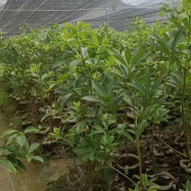 八角树苗自产自销，罗马东荣品种规格齐全，欢迎咨询