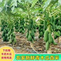 广西青皮木瓜