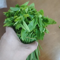树仔菜