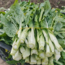 绿园满苔白菜苔种子特早熟耐寒抗病苔色嫩白苔多高产适应强