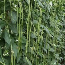 睢宁魏集豆角豇豆大量上市，农户直销无代办费，欢迎实地看货