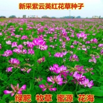 紫云英种子红花草种籽籽种四季高产绿肥草籽果园养蜂蜜源植物