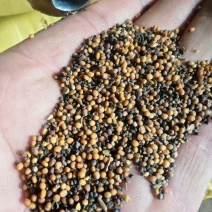 菜籽下角料