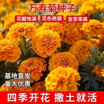万寿菊种子四季易养活厂家直销耐旱耐热