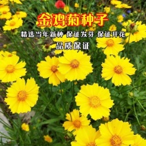 金鸡菊多年生花卉厂家直销