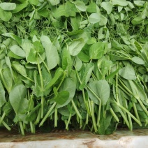 豌豆尖大量出货中，高山基地货