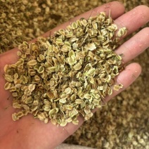 白芷种子二年纯新货，发芽率95%，对接全国
