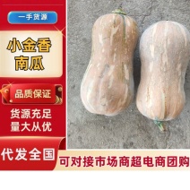 小金香南瓜南阳新野基地直发口感面甜小南瓜