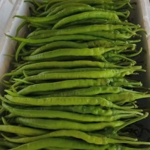 线椒二荆条8号线椒湖北宜昌高山线椒产地一手货源