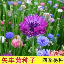 矢车菊花卉厂家直销价格美丽多年生花海种子