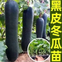 广东黑皮大冬瓜苗产量高。全国无死角发苗