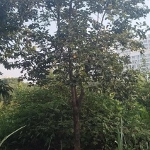 柿子树