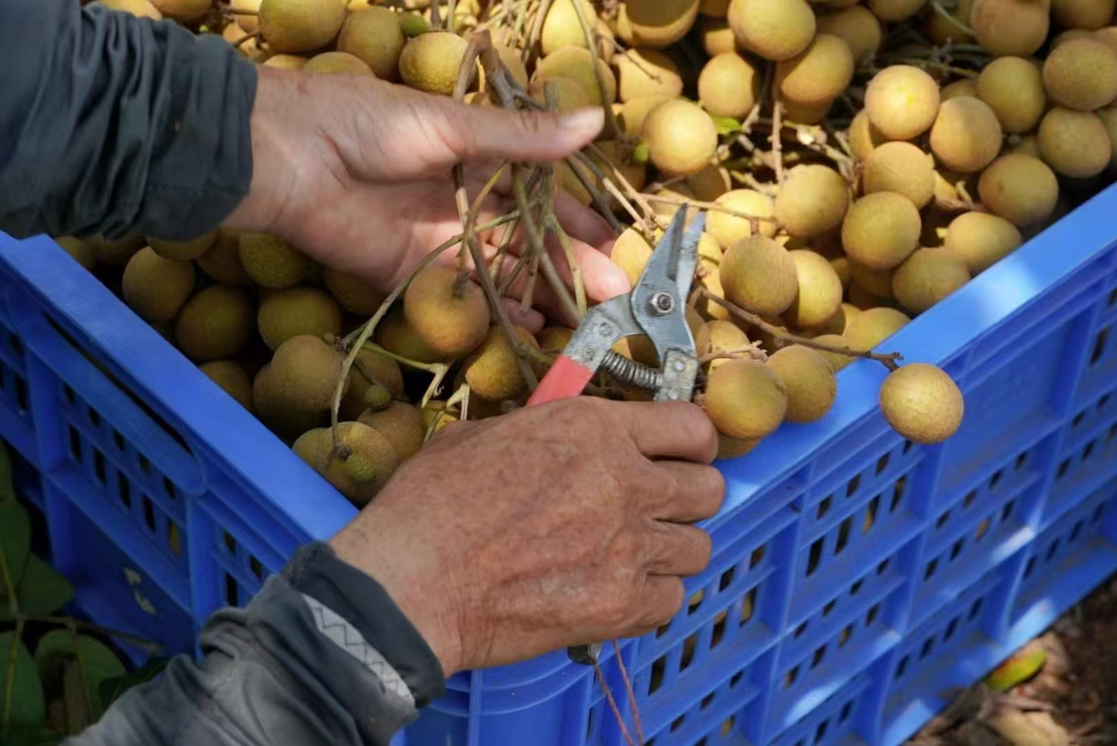 石硖龙眼采摘过程