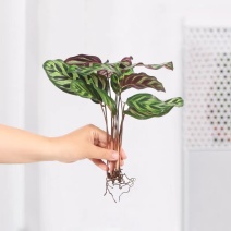 彩虹竹芋盆栽水培孔雀竹芋彩叶绿植物花卉室内夏季天除甲醛好养活