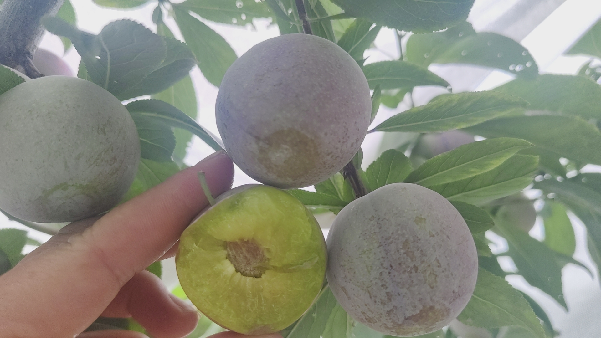 蜂糖李秋季修剪现场