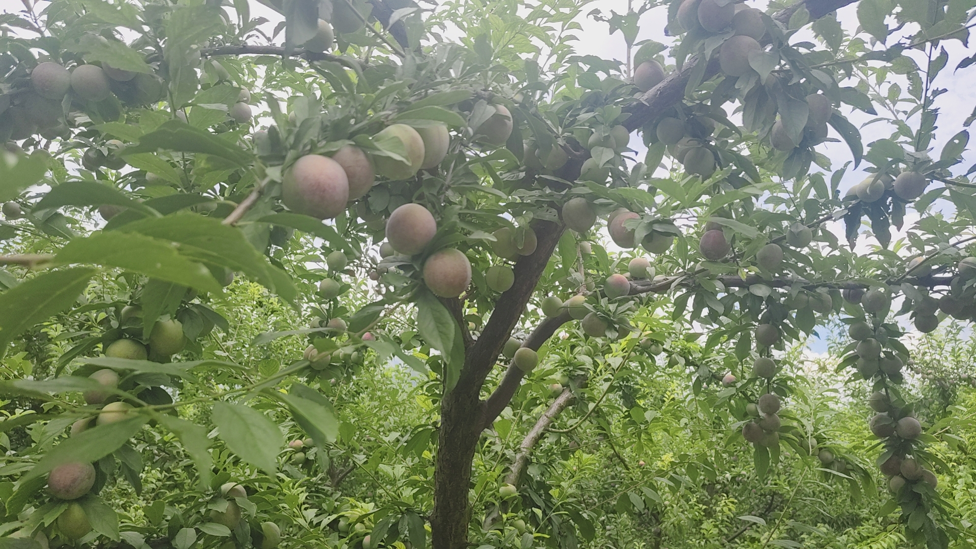 蜂糖李电商平台销售图