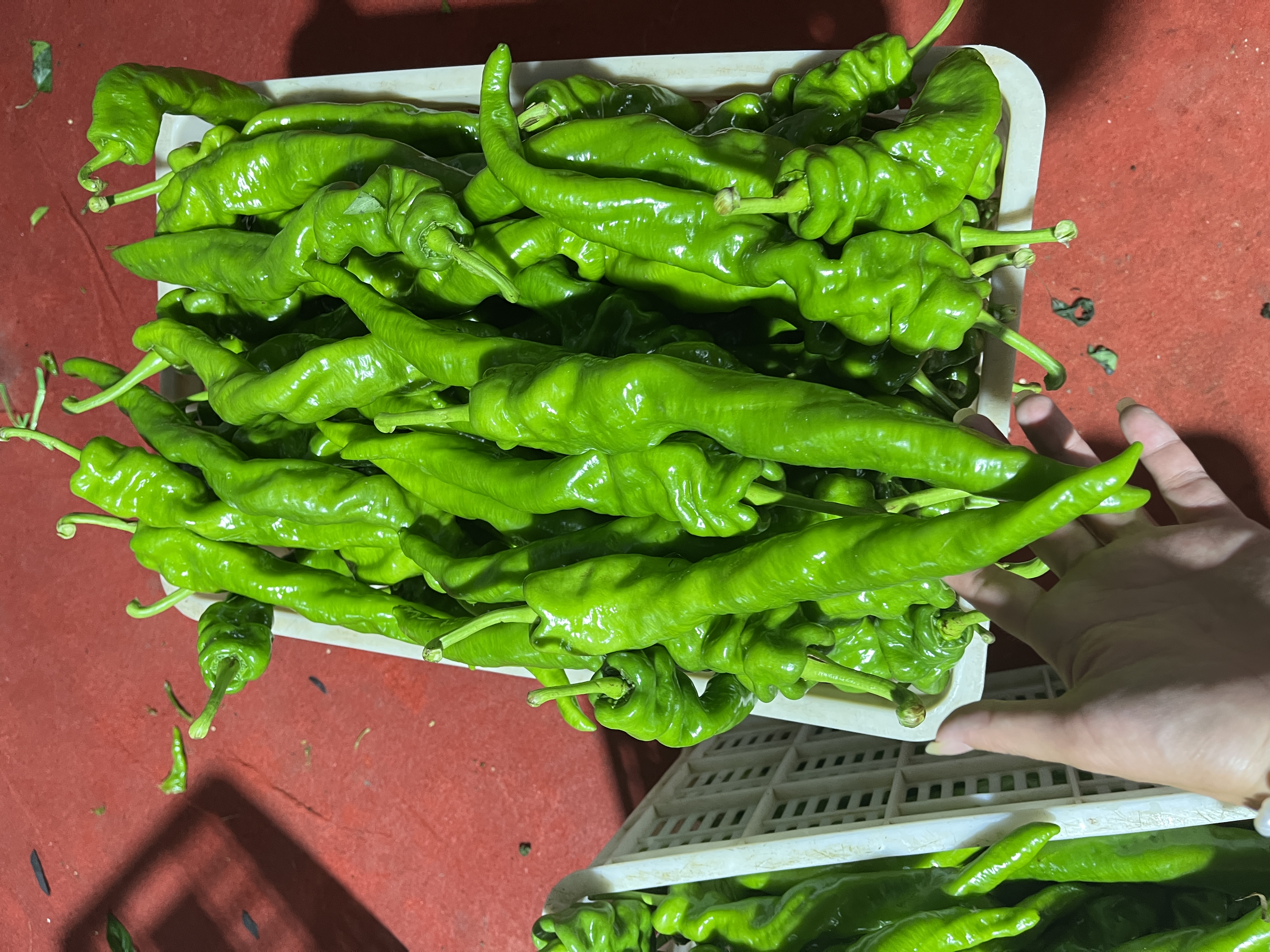 新鲜与不新鲜螺丝椒对比图