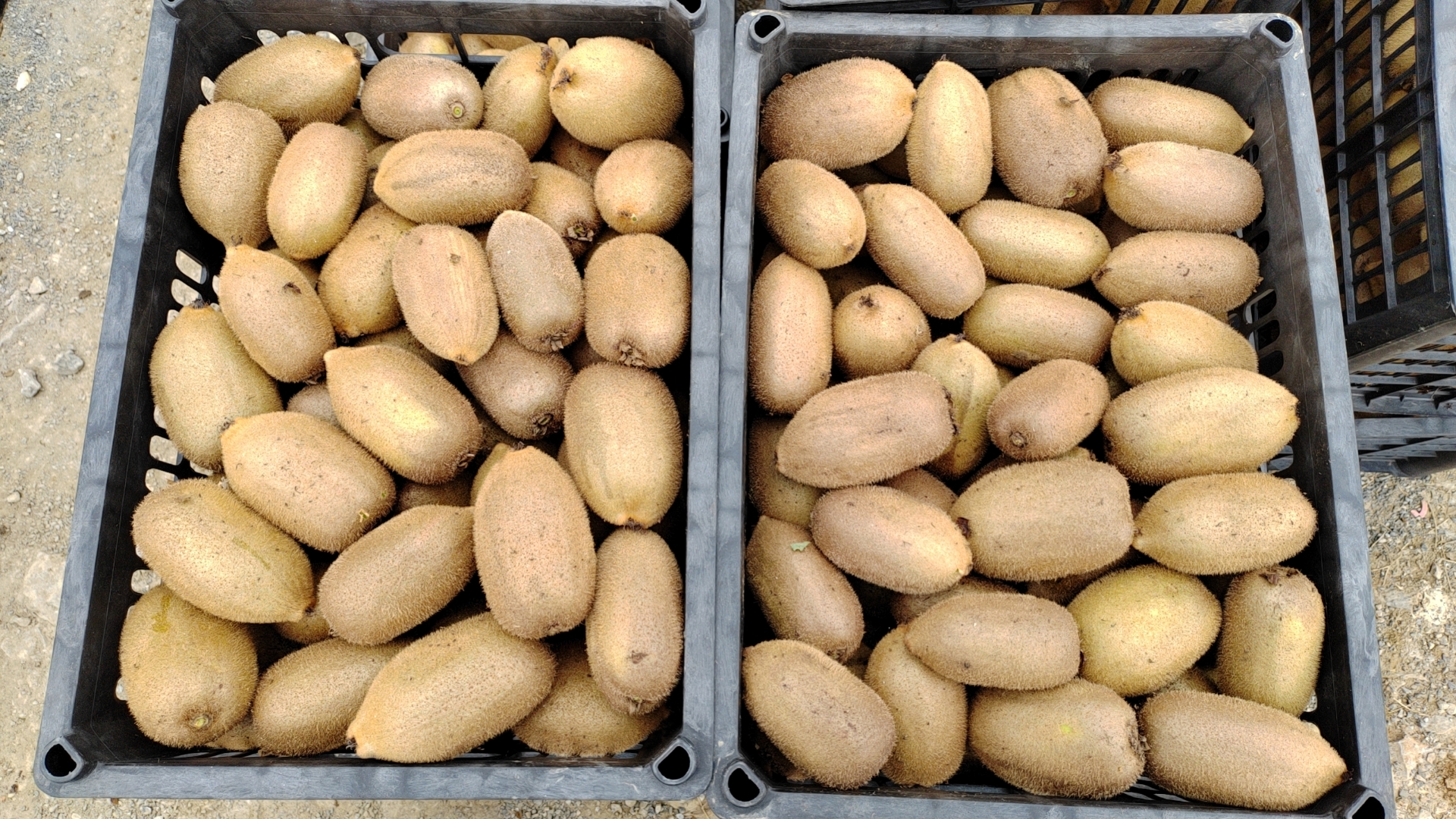 绿心猕猴桃干与新鲜猕猴桃对比图