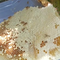 （实力）江西吉安纯土蜂蜜大量上市/精品蜂蜜支持视频看货