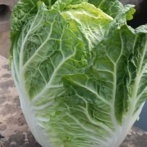 白菜苗耐寒耐旱好存活价格低包售后批发全国发货来电订货