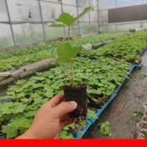 通草实验田100株起大通草杯苗贵州通草营养袋苗老桩苗