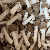 贵州黑头竹荪，防野生