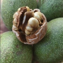 去皮鲜核桃