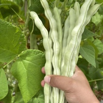大白豆