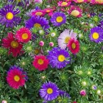 翠菊多年生花卉种子厂家直销