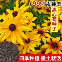 黑心菊种子四季易播种黑心金光菊种子景观绿化耐旱耐寒花草籽