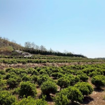 金银花树，产地一手货源，量大优惠，欢迎新老客户前来合作